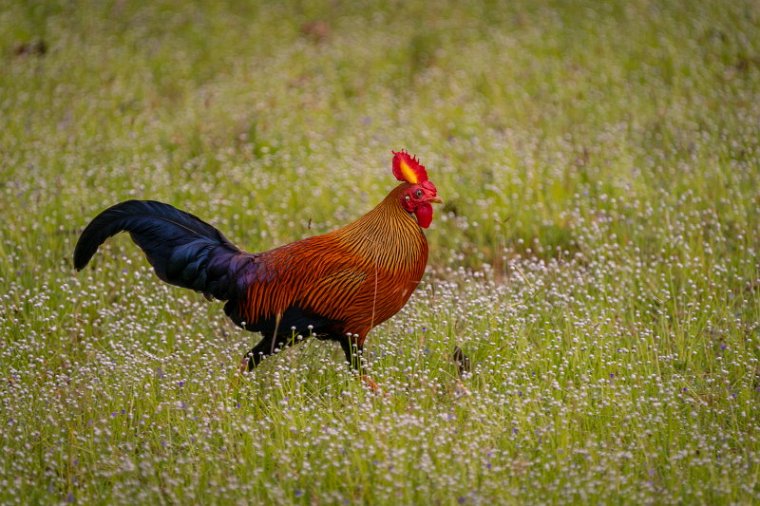 015 Wilpattu NP, ceylonhoen.jpg